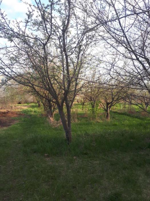 Продам участок земли в дачном кооперативе возле аэропорта - изображениe 2