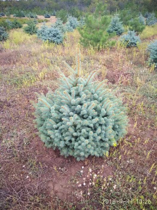 деревья кустарники саженцы - изображениe 1
