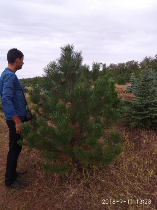 деревья кустарники саженцы - изображениe 2