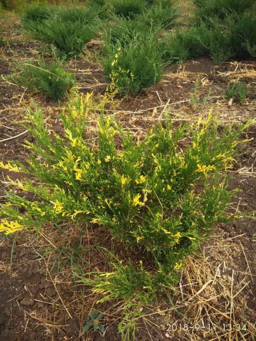 деревья кустарники саженцы - изображениe 3