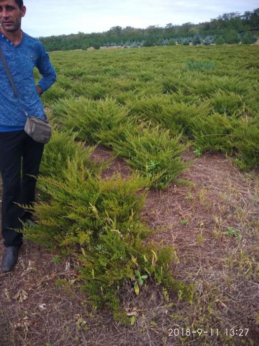 деревья кустарники саженцы - изображениe 4