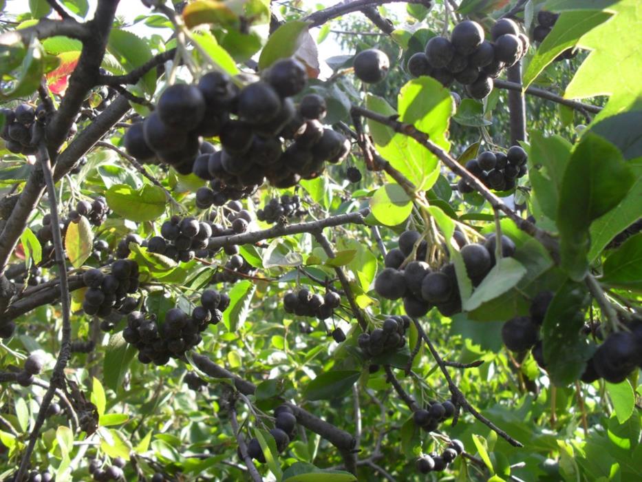 саженцы черноплодной рябины аронии - изображениe 2