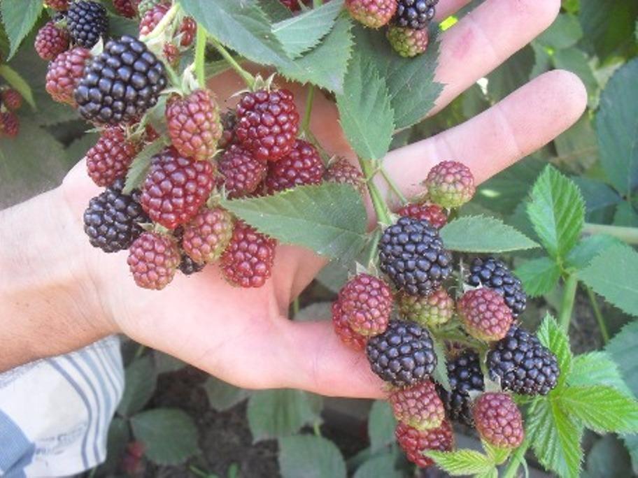 саженцы ежевики  - изображениe 2