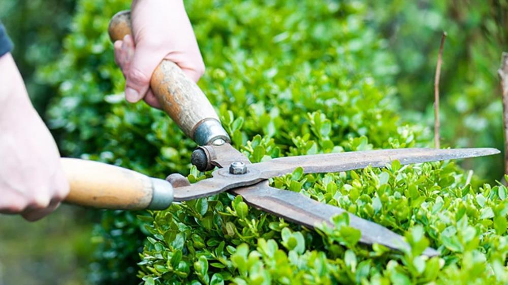 Обрезка сада уход за участком - изображениe 3