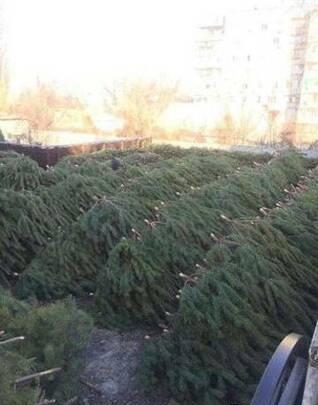 Елки сосна оптом - изображениe 2
