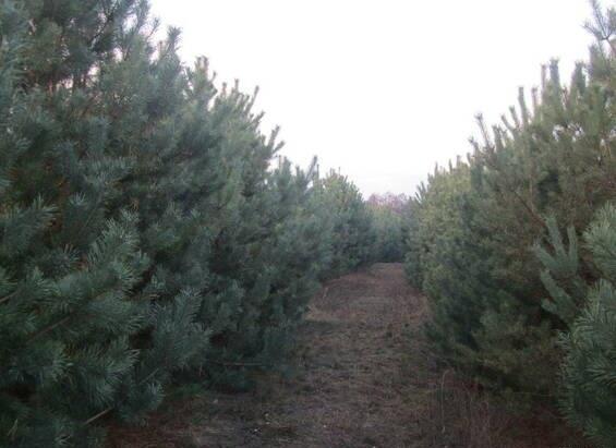 Елки сосна оптом - изображениe 4
