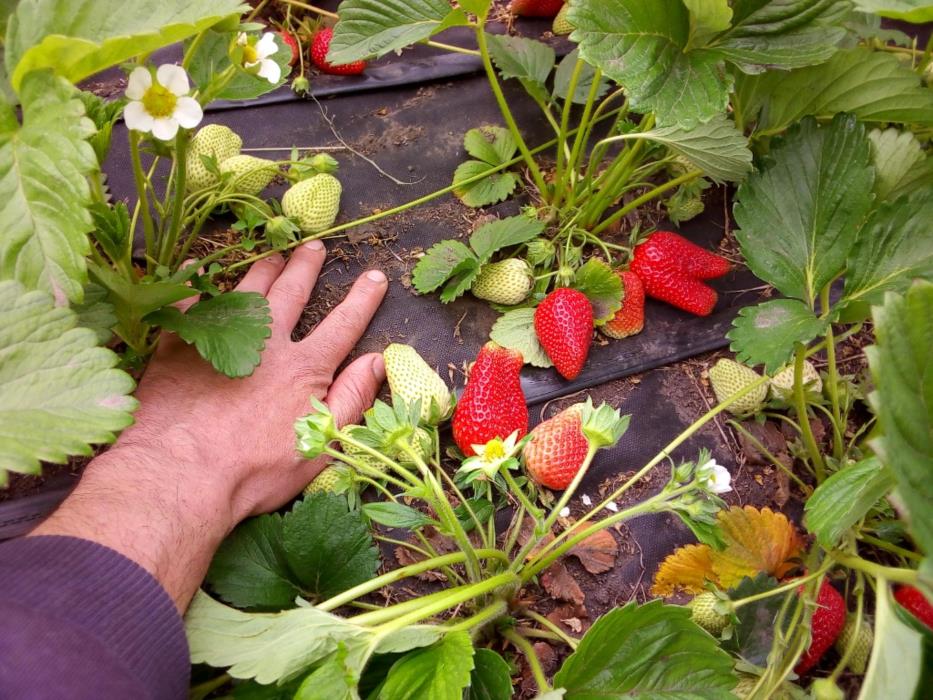 саженцы клубники - изображениe 1