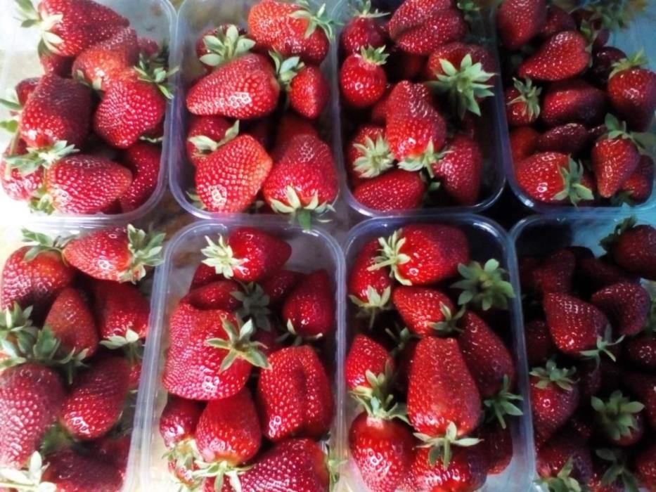 саженцы клубники - изображениe 2