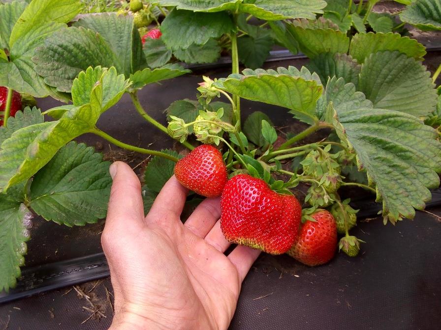 саженцы клубники - изображениe 3