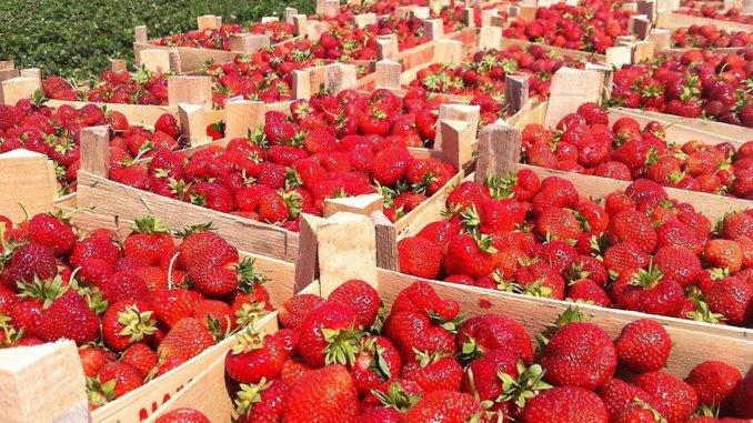 Продам клубнику сортов Хонэй и Клери  - изображениe 1