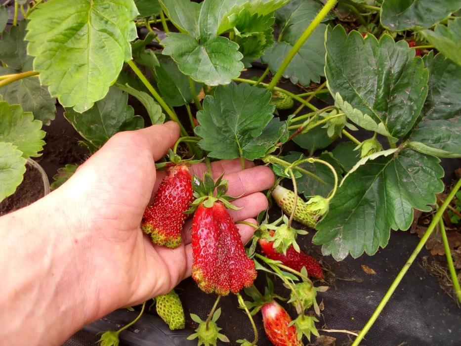 саженцы клубники - изображениe 4