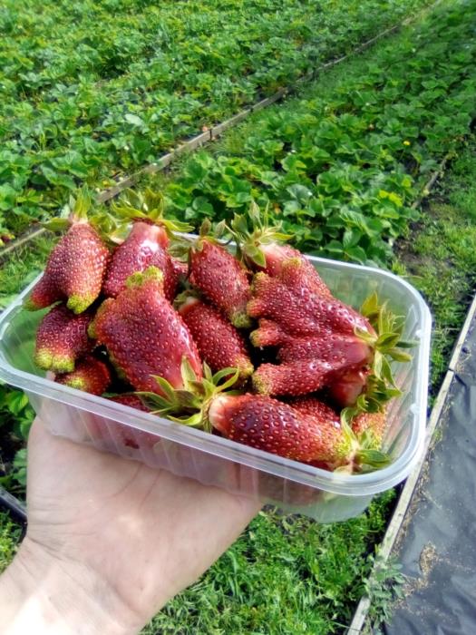 саженцы клубники - изображениe 5