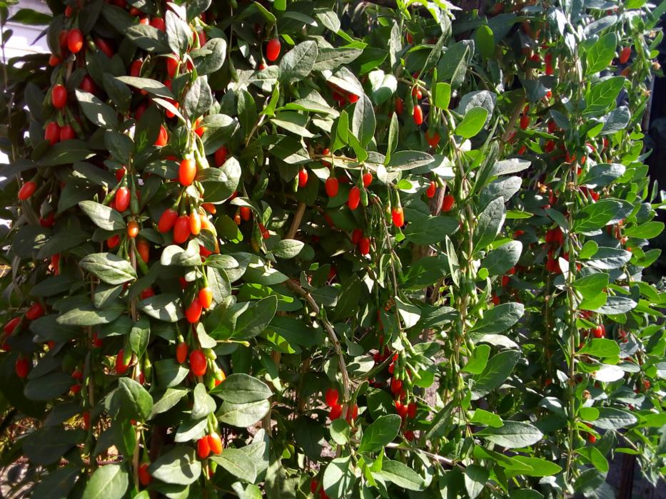 саженцы годжи - изображениe 1