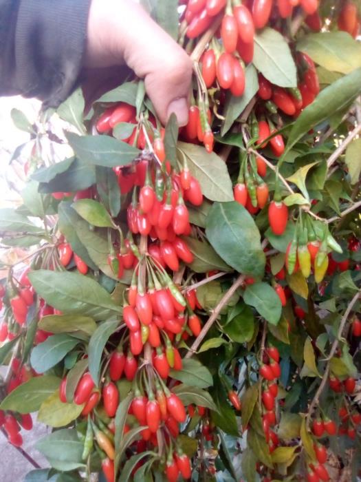 саженцы годжи - изображениe 2