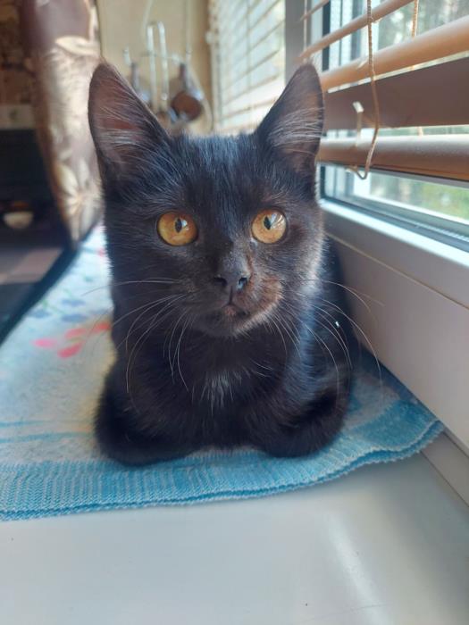 Котенок ищет внимательного и ответственного хозяина  - изображениe 1