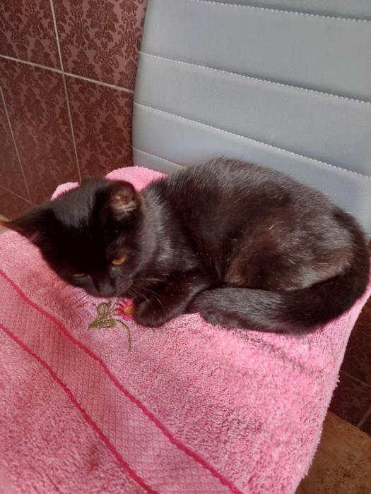 Котенок ищет внимательного и ответственного хозяина  - изображениe 2