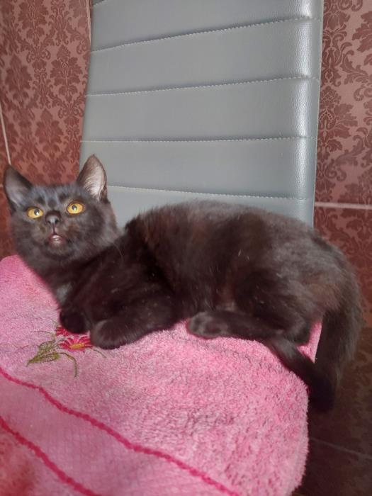 Котенок ищет внимательного и ответственного хозяина  - изображениe 3