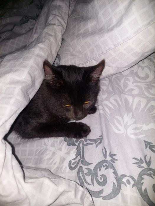 Котенок ищет внимательного и ответственного хозяина  - изображениe 4