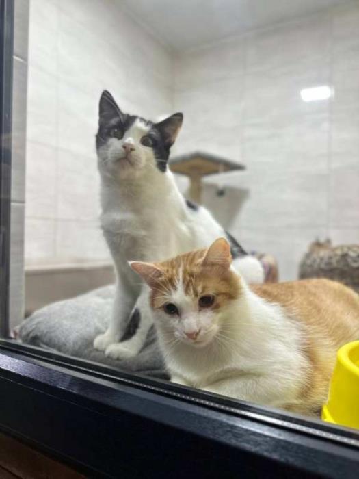 Ветклініка SOS - доступна допомога тваринам