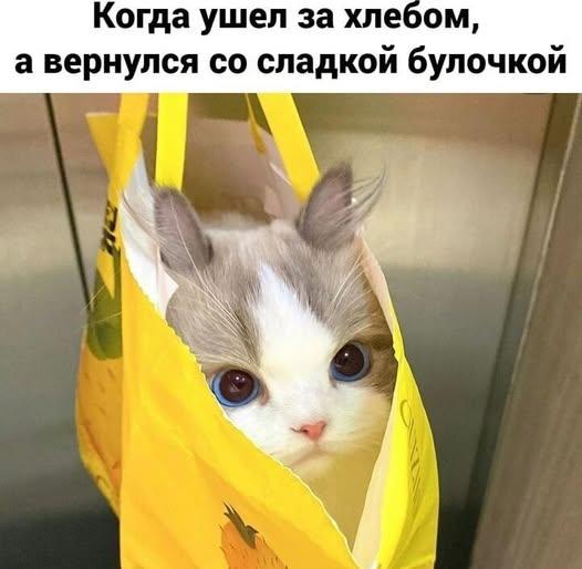 Лікар ветеринар Дніпро Кастрація на дому - изображениe 2