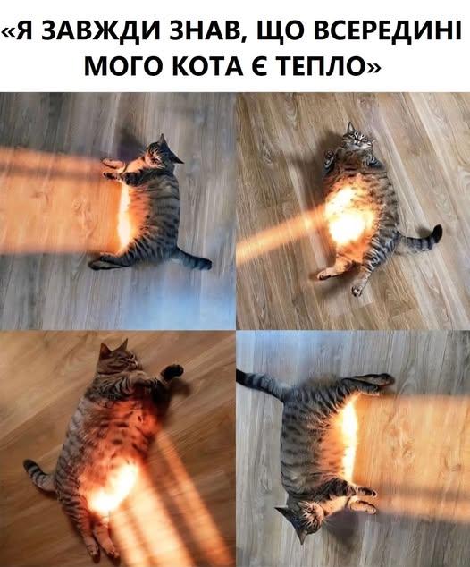 Лікар ветеринар Дніпро Кастрація на дому - изображениe 3