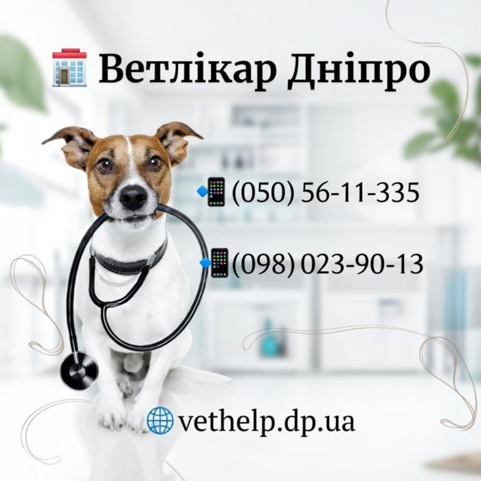 Лікар ветеринар Дніпро Кастрація на дому - изображениe 5