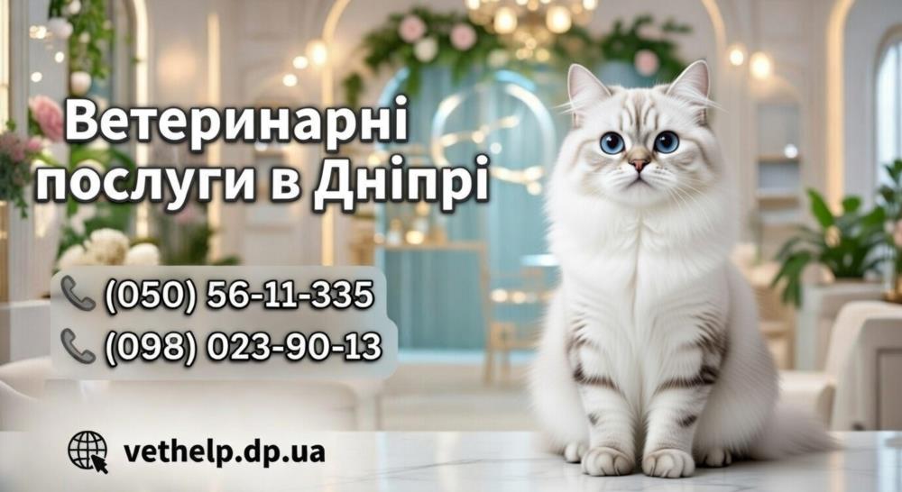 Лікар ветеринар Дніпро Кастрація на дому