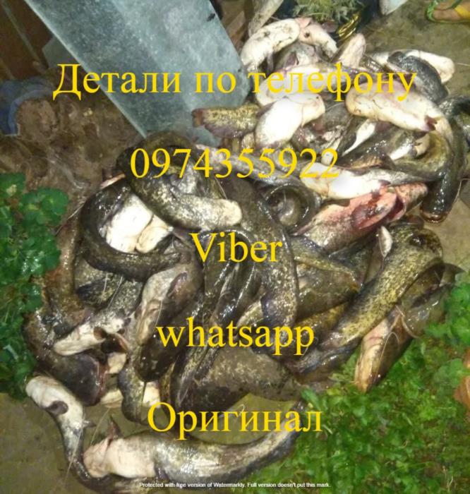 Rich AC 5 - изображениe 4